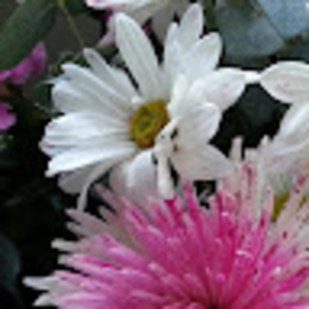 Meet your Posher, Tricia